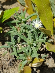 Delosperma herbeum