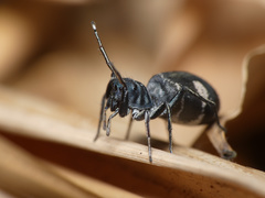 Mexcala quadrimaculata
