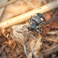 Mexcala quadrimaculata