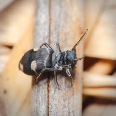 Mexcala quadrimaculata