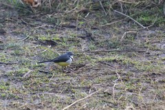 Motacilla flaviventris