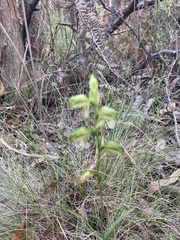 Pterostylis melagramma