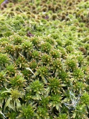 Sphagnum torreyanum
