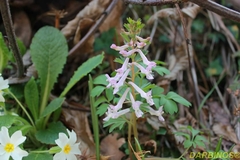 Corydalis solida