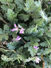 Erodium cicutarium