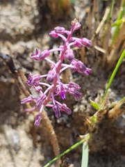 Ledebouria minima