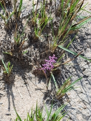 Ledebouria minima