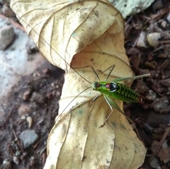 Poecilimon thoracicus