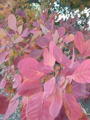 Cotinus