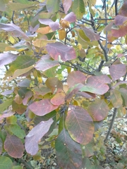 Cotinus