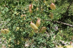 Colutea