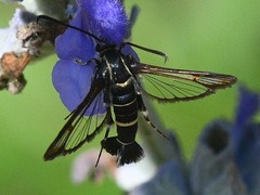 Carmenta phoradendri