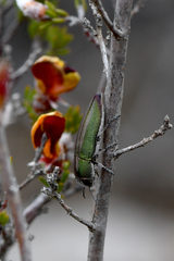 Melobasis propinqua verna