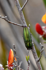 Melobasis propinqua verna