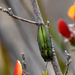 Melobasis propinqua verna - Photo (c) gmgoods, algunos derechos reservados (CC BY-NC), subido por gmgoods