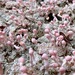 Pink Earth Lichen - Photo (c) troy_mcmullin, some rights reserved (CC BY-NC), uploaded by troy_mcmullin