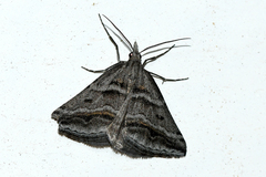 Dichromodes consignata