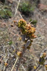 Aceria aloinis