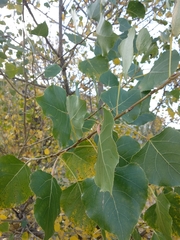 Populus