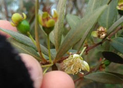 Grumichama (Eugenia punicifolia)