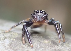 Thiania bhamoensis
