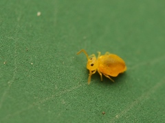 Deuterosminthurus pallipes