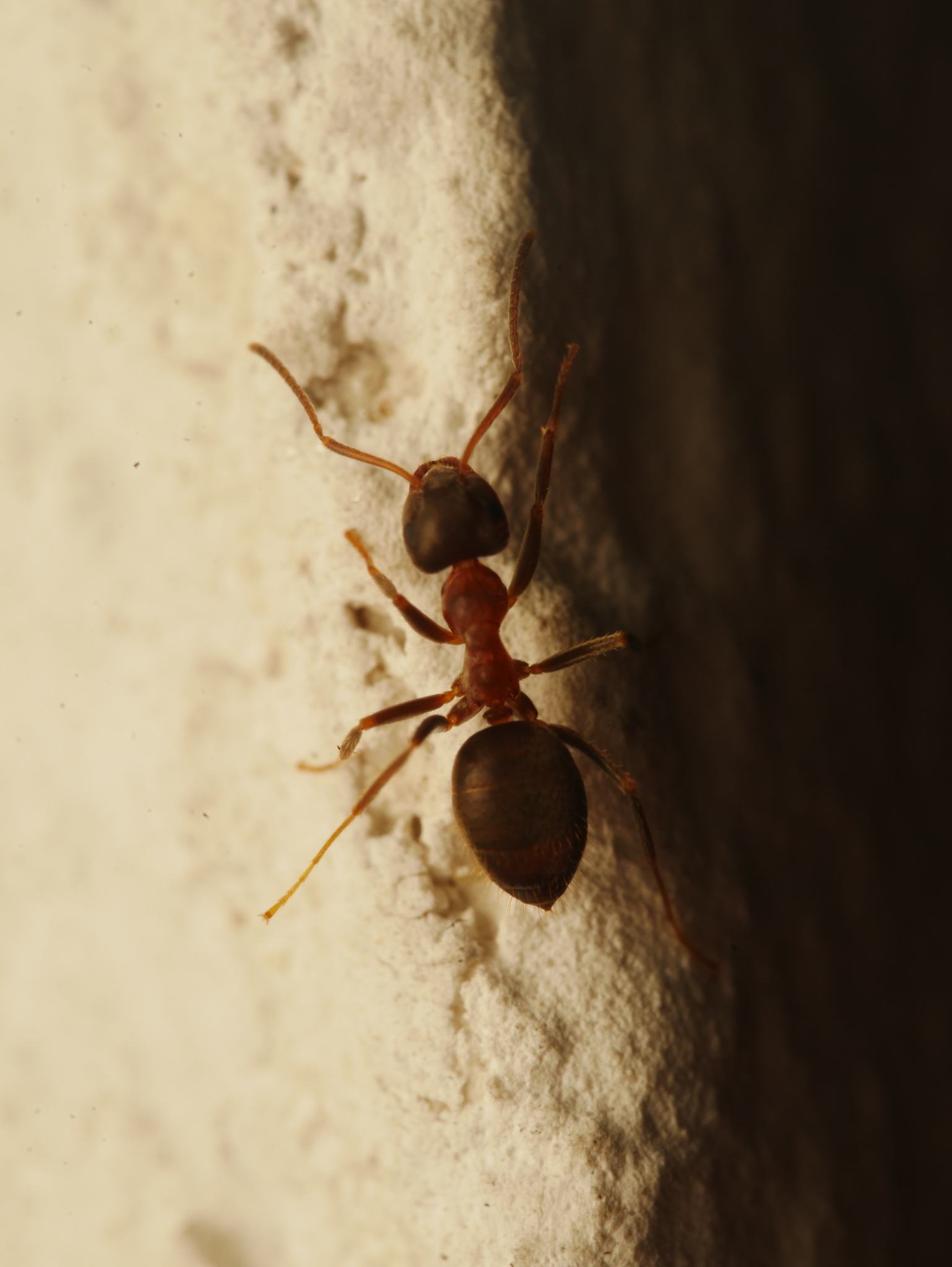 Lasius emarginatus