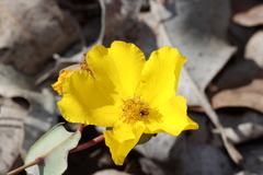 Hibbertia perfoliata