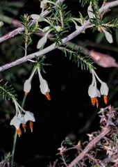 Erica penicilliformis