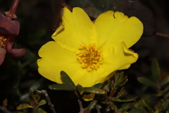 Hibbertia perfoliata