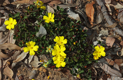Hibbertia hortiorum