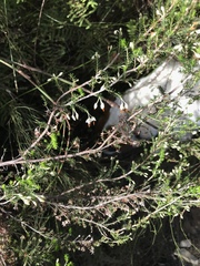 Erica penicilliformis