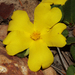 Hibbertia hortiorum - Photo (c) Tim Hammer,  זכויות יוצרים חלקיות (CC BY-NC), הועלה על ידי Tim Hammer