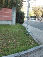 Columba livia domestica