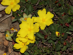 Hibbertia hortiorum