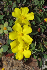 Hibbertia hortiorum