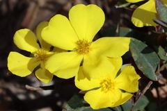 Hibbertia amplexicaulis