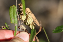 Lasiopetalum ferrugineum