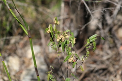 Lasiopetalum ferrugineum