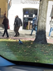 Columba livia domestica
