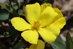 Hibbertia amplexicaulis