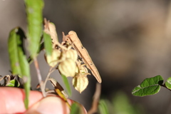 Lasiopetalum ferrugineum