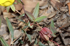 Hibbertia amplexicaulis