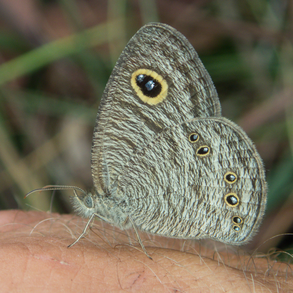 Ring Butterflies