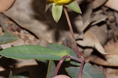 Hibbertia amplexicaulis