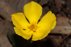 Hibbertia amplexicaulis