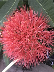 Scadoxus