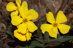 Hibbertia amplexicaulis