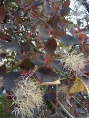 Cotinus