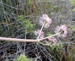 Taeniopetalum obtusifolium